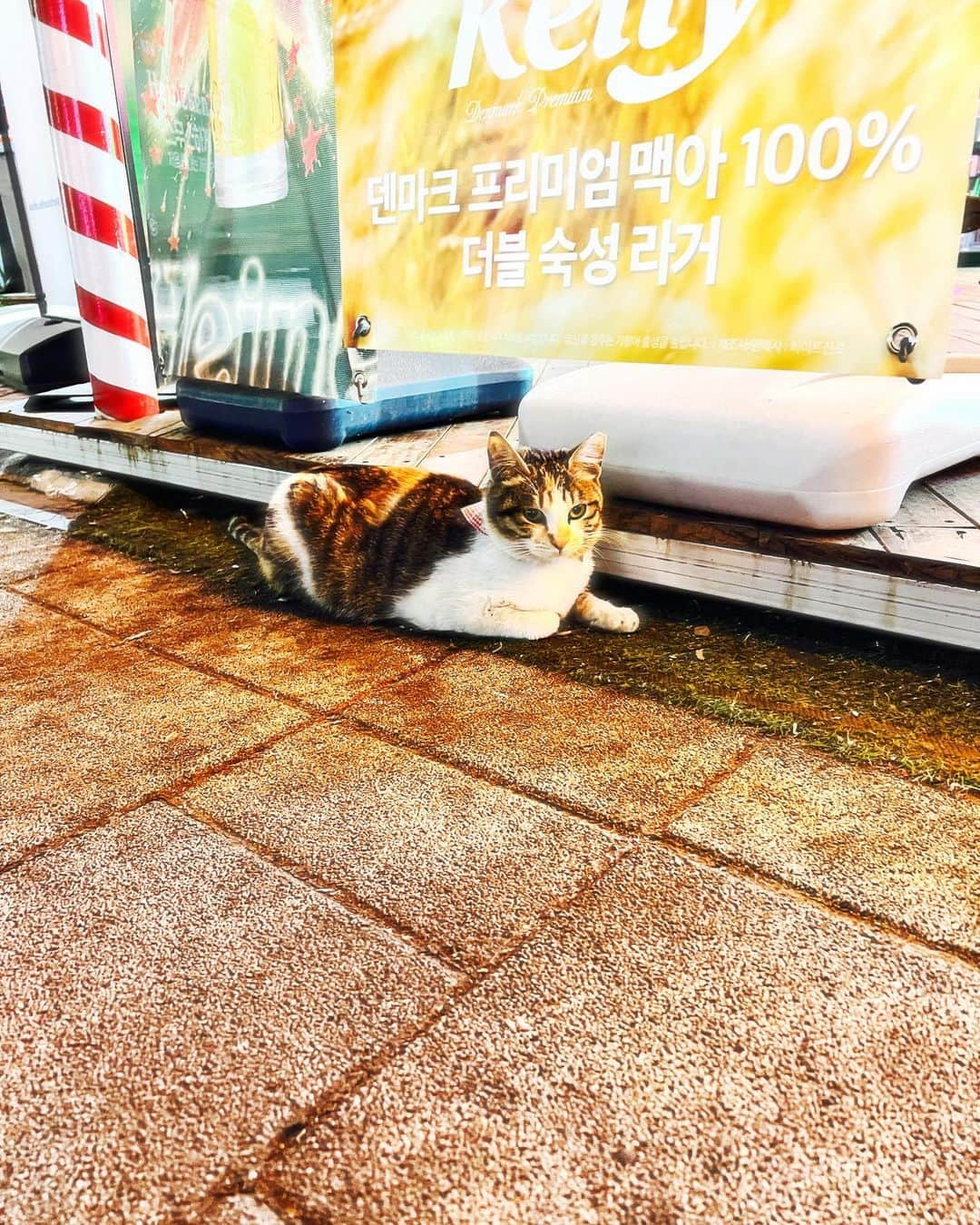 たむらぱんさんのインスタグラム写真 - (たむらぱんInstagram)「#🇰🇷 で、わちゃわちゃしてきました。 お久しぶりや初めましての友だち、通りすがりの人との交流もあって、おしなべて刺激のある日々でした。韓国語で挨拶をするようにしてたら韓国語が話せると思われてそこから韓国語で話し始まるのだけど、もちろんそのとき私はすっかり、ただの無口。気を遣わせるという始末にややこしいからやめてと友だちに言われました笑　コミュニケーション🫶  #韓国 #韓国語 #キムチ #ビール #kore #kimchi #craftbeer」5月18日 21時55分 - _tamurapan_