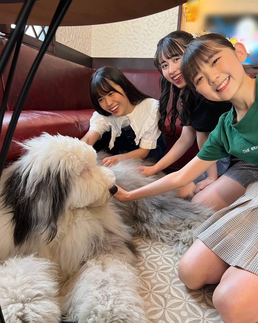 ANGERMEさんのインスタグラム写真 - (ANGERMEInstagram)「.  大型犬カフェ行ってきました🐶 かわいい🤍🤍🤍 #ANGERME#アンジュルム#川村文乃#為永幸音#松本わかな#平山遊季#かわむかめら」5月18日 21時51分 - angerme_official