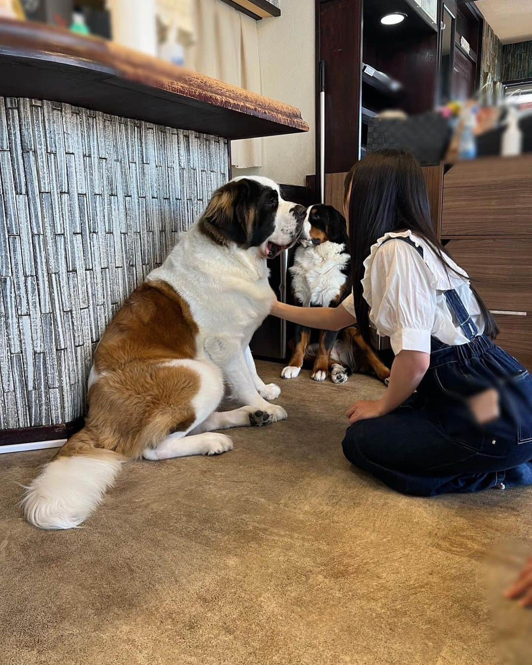 ANGERMEさんのインスタグラム写真 - (ANGERMEInstagram)「.  大型犬カフェ行ってきました🐶 かわいい🤍🤍🤍 #ANGERME#アンジュルム#川村文乃#為永幸音#松本わかな#平山遊季#かわむかめら」5月18日 21時51分 - angerme_official