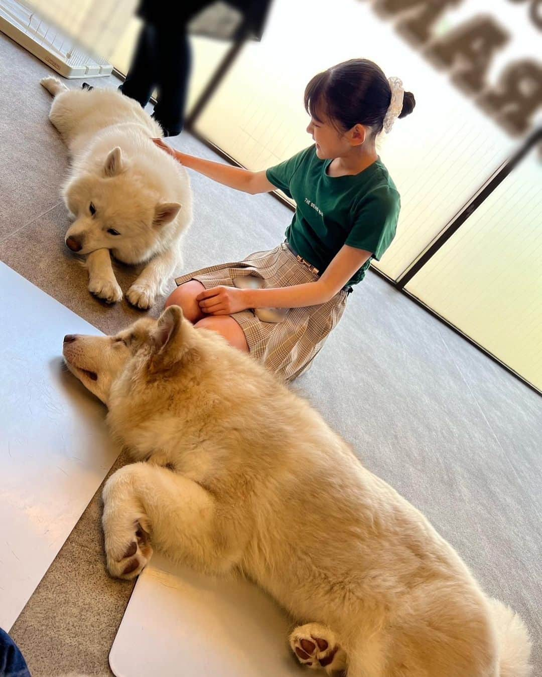 ANGERMEさんのインスタグラム写真 - (ANGERMEInstagram)「.  大型犬カフェ行ってきました🐶 かわいい🤍🤍🤍 #ANGERME#アンジュルム#川村文乃#為永幸音#松本わかな#平山遊季#かわむかめら」5月18日 21時51分 - angerme_official