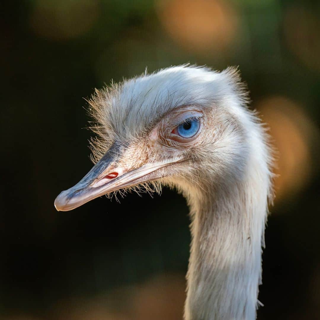 アニマルプラネットさんのインスタグラム写真 - (アニマルプラネットInstagram)「Ostrich’s eyes are bigger than their brains! 👁👄👁  Photo by Alberto Romano   #Ostrich #Interesting #Animals #Wildlife #Photography #Nature」5月18日 22時00分 - animalplanet