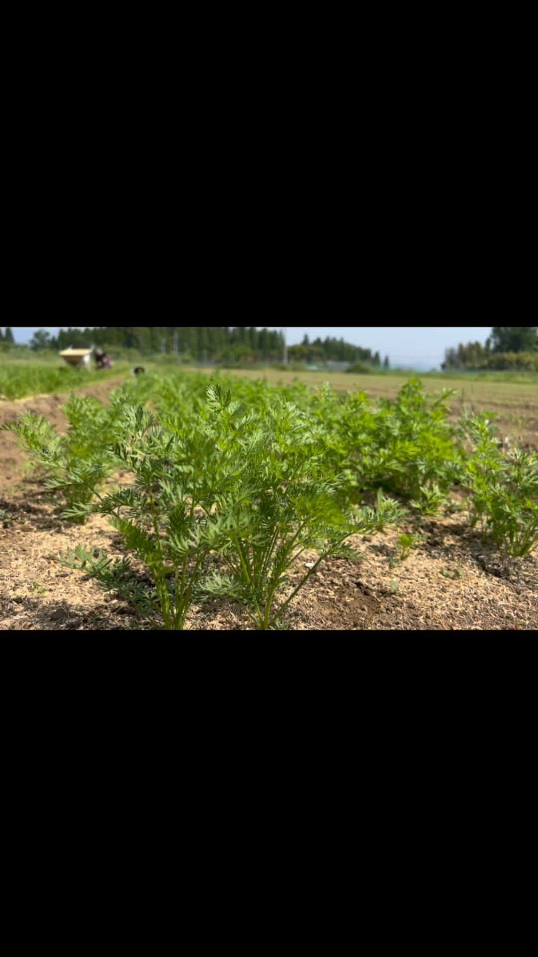 齊藤美絵のインスタグラム：「こだま農園で育つお野菜たちは とても嬉しそう。  鳥の鳴き声や風、眩しい太陽、 ふかふかの土。  スナップエンドウの収穫や 人参の草取りのお手伝い。 引き抜かなければならない草さえも 愛しく感じてしまう 心安らぐ時間。  #大分　#竹田 #oita #takeTa #こだま農園 #有機無農薬 @kodama_noen  #野菜 #有機無農薬 #earthfood #earhfoodlab #地球食べもの研究所  #earthfoodproducer #フードマエストロ #foodmaestro #ツタエルヒト。」