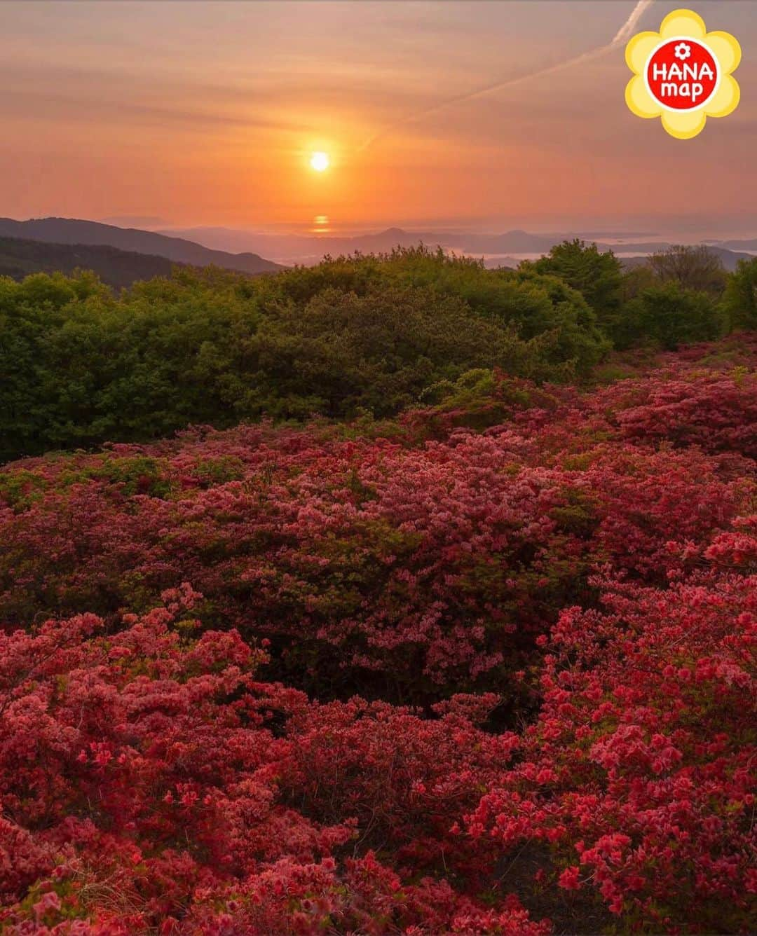 はなまっぷ❁日本の花風景さんのインスタグラム写真 - (はなまっぷ❁日本の花風景Instagram)「🌸はなまっぷ🌸 *  @vivia2454 さんの 花のある風景に花まるを💮 * 海を見渡すツツジの山に朝日が昇る絶景をありがとうございます😊🌸 * #宮城　#徳仙丈山 Mt. Tokusenjo, Miyagi Pref. * 🌼ツツジの花言葉📝🌼 節度、慎み * ※見頃が過ぎている花、終わっている花もご紹介させていただいています。 * 🌸•••🌸•••🌸•••🌸•••🌸•••🌸 * いつも素敵なお花をありがとうございます😊 #はなまっぷ #日本の美しい花風景#花のある風景#花#花言葉#花畑#登山#ツツジ#躑躅#気仙沼 * 🌸••••••お知らせ••••••🌸 * 花風景検索サイト　はなまっぷ https://hanamap.com 🔍「はなまっぷ」または @hanamap プロフィール欄から ぜひご覧ください * 📖🌸📖🌸📖🌸📖🌸📖 四季の花々を訪ねていきたい にっぽんの花地図 好評発売中📘 📖🌸📖🌸📖🌸📖🌸📖」5月18日 22時16分 - hanamap