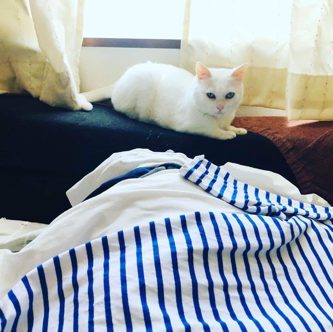 水谷さるころさんのインスタグラム写真 - (水谷さるころInstagram)「洗濯物を畳む作業を見守り、邪魔をしてくる猫猫連合。　#おファルにゃん　#おチェルにゃん」5月18日 22時18分 - salucoro