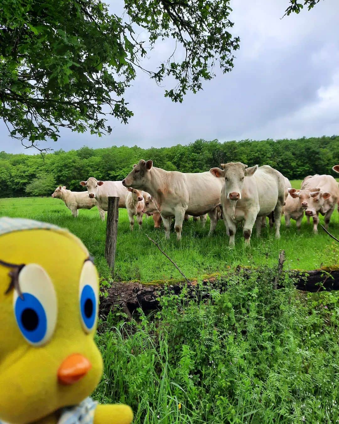 Little Yellow Birdさんのインスタグラム写真 - (Little Yellow BirdInstagram)「Still with my head in France, between these friendly cows... #littleyellowbird #tweety #tweetykweelapis #adventures #ye#bird #holidaysareover #france #frankrijk #morvan #goodtimes #cows #charolais #walking #hiking #stuffedanimalsofinstagram #plushiesofinstagram」5月18日 22時22分 - tweetykweelapis