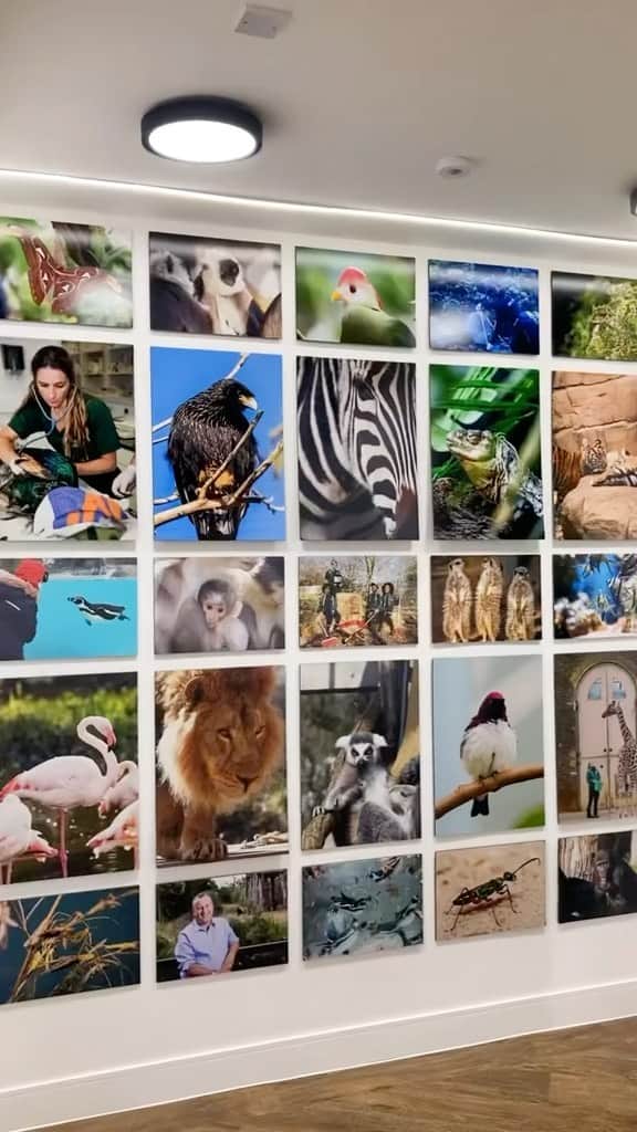 Fujifilm UKのインスタグラム：「A World of Wildlife has arrived 🙌  Whether it’s the wetland plains of the Somerset Levels or the dry desert heat of the Sahara, see the power of rewilding in action - and discover the solutions and resolutions communities are making to successfully share space with wildlife.   Our free exhibition at @fujifilmuk House of Photography is open until 28 June, and showcases the breathtaking diversity of species we’re working to protect.   Come along next time you take a trip into the city.  #londonthingstodo #freeexhibition #photographyexhibition」