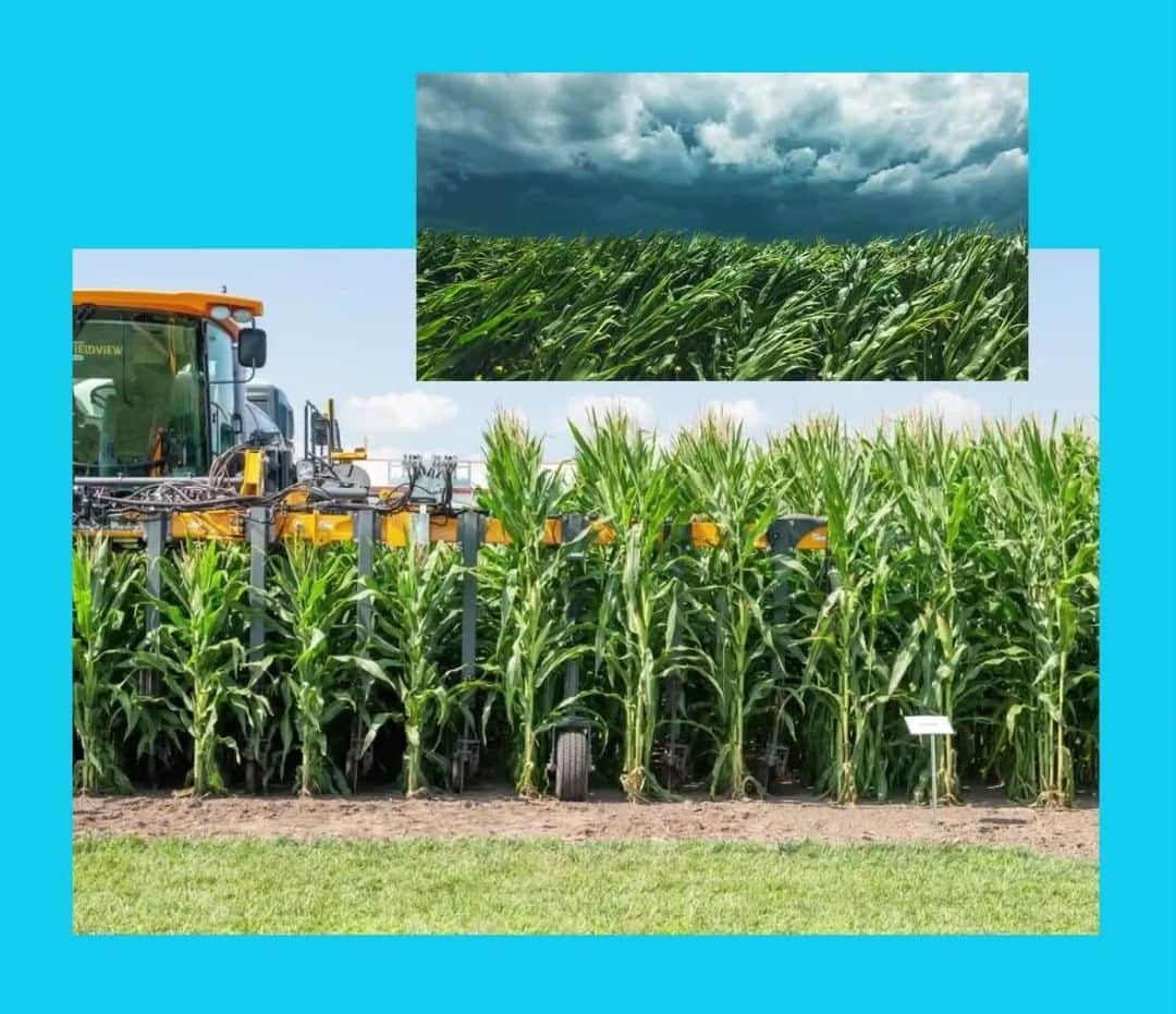 バイエルのインスタグラム：「Breakthrough innovation doesn’t always mean bigger. Could shorter corn be part of a  smarter solution?  Shorter corn stands against high winds. It allows for late season machinery in the fields. And it’s more disease resistant. All of this adds up to the potential for  a smarter, more sustainable future for agriculture.」