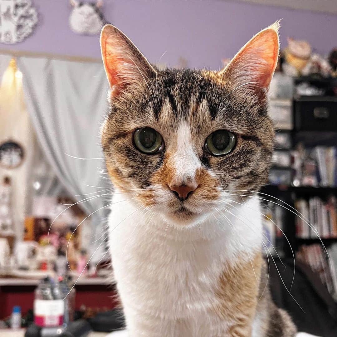 Kachimo Yoshimatsuのインスタグラム：「とうちゃん、おしごといくの？  #うちの猫ら #castella #猫 #ねこ #ニャンスタグラム #にゃんすたぐらむ #ねこのきもち #cat #ネコ #catstagram #ネコ部 http://kachimo.exblog.jp」