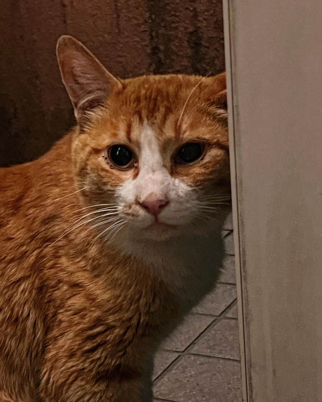 Kachimo Yoshimatsuのインスタグラム：「こんばんわ。  最近イカスミとの協定でも成立したのか、ちゃめしは夜来るようになった。  #うちの猫ら #猫 #ねこ #chameshi #ニャンスタグラム #にゃんすたぐらむ #ねこのきもち #cat #ネコ #catstagram #ネコ部 http://kachimo.exblog.jp」