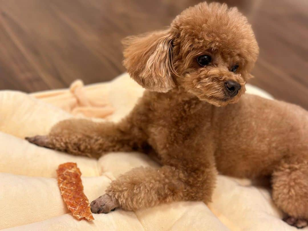 松浦三佳のインスタグラム：「＊ ビビちゃん🐩 どの姿も愛おしい🥺 最近はカメラロールのほとんどがココとビビ📸 ＊ ＊ ＊ ♡★♡ﾟ･*:.｡ ｡.:*･ﾟ♡★♡ﾟ･*:.｡ ｡.:*･ﾟ♡★♡ﾟ･*:.｡ ｡.:*･ﾟ♡ #トイプードル#トイプードルレッド#ティーカッププードル#トイプードル多頭飼い#プードル#わんこ#愛犬#親バカ部#ふわもこ部#toypoodle#toypoodlered#toypoodlegram#mydog#mypet#poodle#mysweetbaby#lovedogs#토이푸들 #トイプードル #ティーカッププードル #タイニープードル #多頭飼い #トイプードルレッド #プードル部」