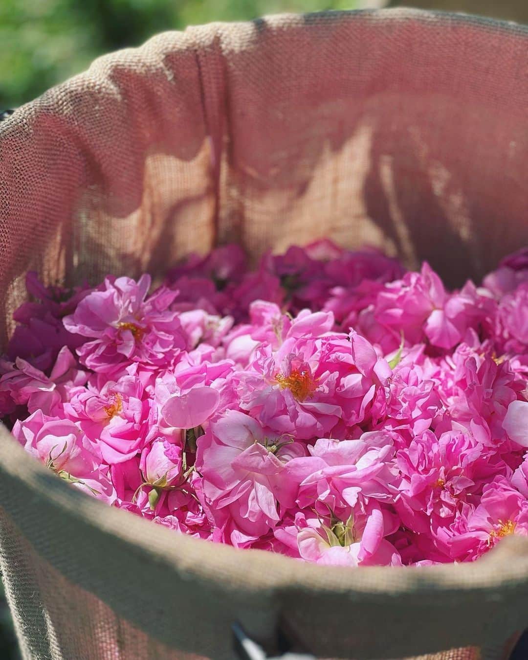 神崎恵さんのインスタグラム写真 - (神崎恵Instagram)「・ 3年ぶりのグラース。 2日目は、ディオール フレグランスのためのディオール フラワーが咲き誇るローズフィールド訪問から。 前回は、早朝から瑞々しく香り立つジャスミンの摘み取りを体験しました。 今回はローズ。 1kgのローズ アプソリュートを精製するのに30万の花を要します。 毎朝、数時間行われるローズの花摘み。 花摘みの方法、天気や気温によって咲く花の数や咲き方が変わること、鮮度を保つ工夫など、 今回もたくさんの興味深い話を聞くことができました。 フレグランスが生まれるまでのストーリーとこの景色。 知れば知るほど、フレグランス1滴の美しさが特別なものであることを感じます。 太陽と瑞々しく優美な香りのコントラスト。 何度触れても感動します。  今回はプレステージのスキンケアと共に、 ミスディオール、ジャドール、ディオリビエラのフレグランスを持参しています。 フランソワ・ドゥマシーの後任として就任したフランシス・クルジャンが作り出すDiorの香り、楽しみです。 中でも、チュべローズを使う香りが密かな楽しみ。  @diorbeauty  #diorbeauty」5月19日 9時12分 - megumi_kanzaki