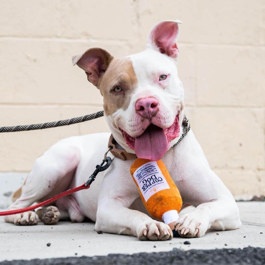 The Dogistさんのインスタグラム写真 - (The DogistInstagram)「NYC Pup Crawl Event! #ad Join me, @copperdogus and several adoptable dogs this Saturday, 5/20 for a Pup Crawl at three dog-friendly bars where you can enjoy Copper Dog Whisky and have a chance to have your dog photographed by me! Join us at:    @tito_murphys from 5-6pm @bardoughnyc from 6-7pm @holdfastnyc from 7-8pm  To celebrate #NationalRescueDogDay, Copper Dog Whisky will match your adoption fees* with a donation when adopting from @nycscr, @sthubertsanimal, @austinpetsalive or @arrcolorado. Graham, Fritz, & Castiel, featured in the pictures, are adoptable from @nycscr!  Must RSVP to attend at linktr.ee/copperdogus. Must be 21+   *Up to $5K per charity」5月19日 9時26分 - thedogist