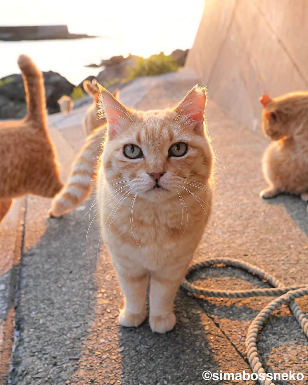 simabossnekoのインスタグラム：「・ おはよう。さぁ出発にゃ✨ Good morning🏝  3枚目の投稿は動画です。 The 3th post is a video. Swipeしてね←←🐾 ・ ・ 〜お知らせ〜 新作写真集「島にゃんこ」好評発売中❣️ @simabossneko と、ぺにゃんこ( @p_nyanco22 )との初共著🐾  日本の島々で7年間撮り続けてきた、島の猫さん達のとびっきりの表情やしぐさがいっぱい✨ 厳選したベストショットから初公開の作品まで、愛おしくて幸せな瞬間を集めました。  ★Amazonほかオンライン書店、本屋さんにて  お気に入りの一冊になれば嬉しく思います☺️  📘A5変形サイズ／88ページ 1,210円(税込) ワニブックス刊  Amazonへは @simabossneko もしくは @p_nyanco22 のプロフィールURLよりご覧いただけます。 ・ ・ 【Notice】 NEW 3rd Photobook "Shima Nyanko (Island Cats)"  The book is co-authored by @simabossneko and @p_nyanco22  There are lots of wonderful photos of island cats✨   〜Description of the work〜 The cute cats that we have been shooting for 7 years in the islands of Japan.  From the carefully selected best shots to the first public photo, we have collected lovely and happy gestures. Kissing, cuddling, rubbing, synchronizing, playing, licking... The cats will heal you!  Please make a purchasing for this opportunity 😸🐾 The product page can be seen from the URL in the profile of @simabossneko or @p_nyanco22   ★Amazon Japan https://www.amazon.co.jp/dp/4847072863  It is possible to purchase and ship from Taiwan, Hong Kong, the USA, Korea, etc. ※ Shipping fee will be charged separately.  📘A5 variant size / 88 pages 1,210 JPY Published by Wanibooks ・ ・ #しまねこ #島猫 #ねこ #にゃんすたぐらむ #猫写真 #cats_of_world #catloversclub #pleasantcats #catstagram #meowed #ig_japan #lumixg9」