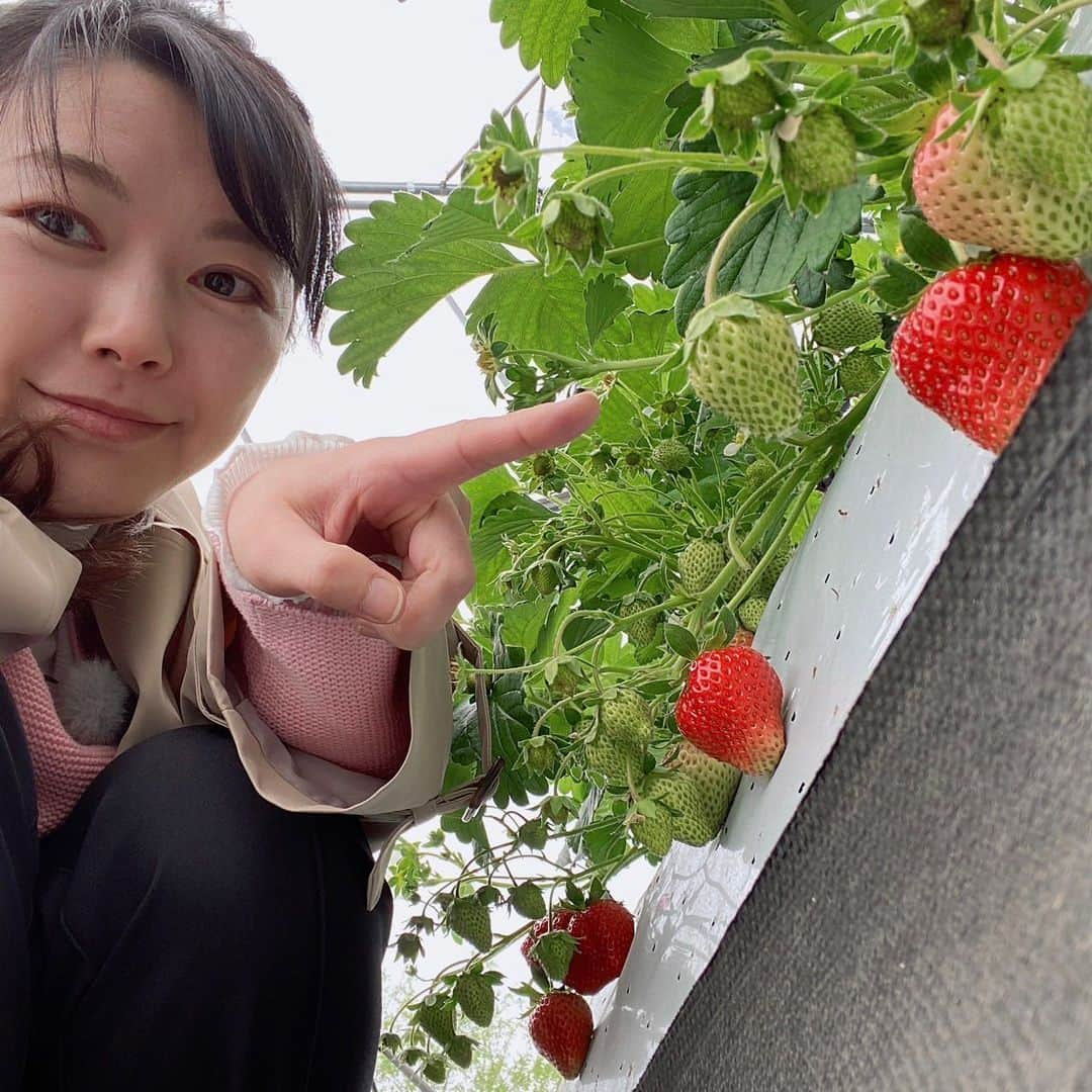 テレビ北海道「旅コミ北海道」のインスタグラム：「【旅コミ北海道】 今週は、 札幌近郊　いちご狩り&感動ランチドライブ🚗✨  いちご狩りの季節がやってきました🍓🍓🍓 美味しいいちご狩りに、 美味しいランチをご紹介します🥳  是非ご覧ください✨ ・ ・ 旅コミ北海道〜じゃらん de Go！ 毎週土曜日夕方6時30分 5月20日OA . . #また旅へ#旅コミ#北海道#北海道じゃらん#旅#グルメ#食#観光#オフショット#テレビ北海道#三谷真理子 #tabikomi#7ch#hokkaido#tvh#tvprogram#television#sightseeing#gourmet#travel#food」