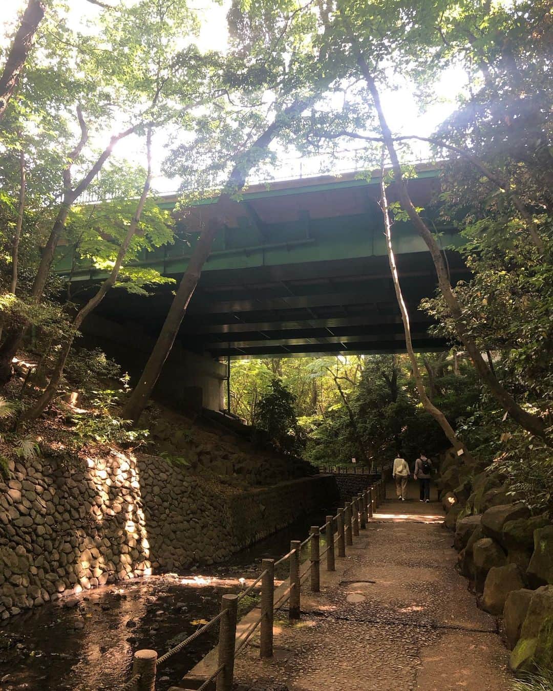 大和田獏さんのインスタグラム写真 - (大和田獏Instagram)「#ばくさんぽ 1週間程前の気持ちの良い日！ 久しぶりに等々力渓谷を歩きました。 いつ来ても、ここが東京か？と思うほどの場所です。 上を横切る環八を見上げて、やっぱり都内なのだと感じますが。 せせらぎの音と小鳥の囀りを聞きながら木洩れ日の中を歩く散歩は心洗われる時間でした。」5月19日 9時55分 - bakuowada