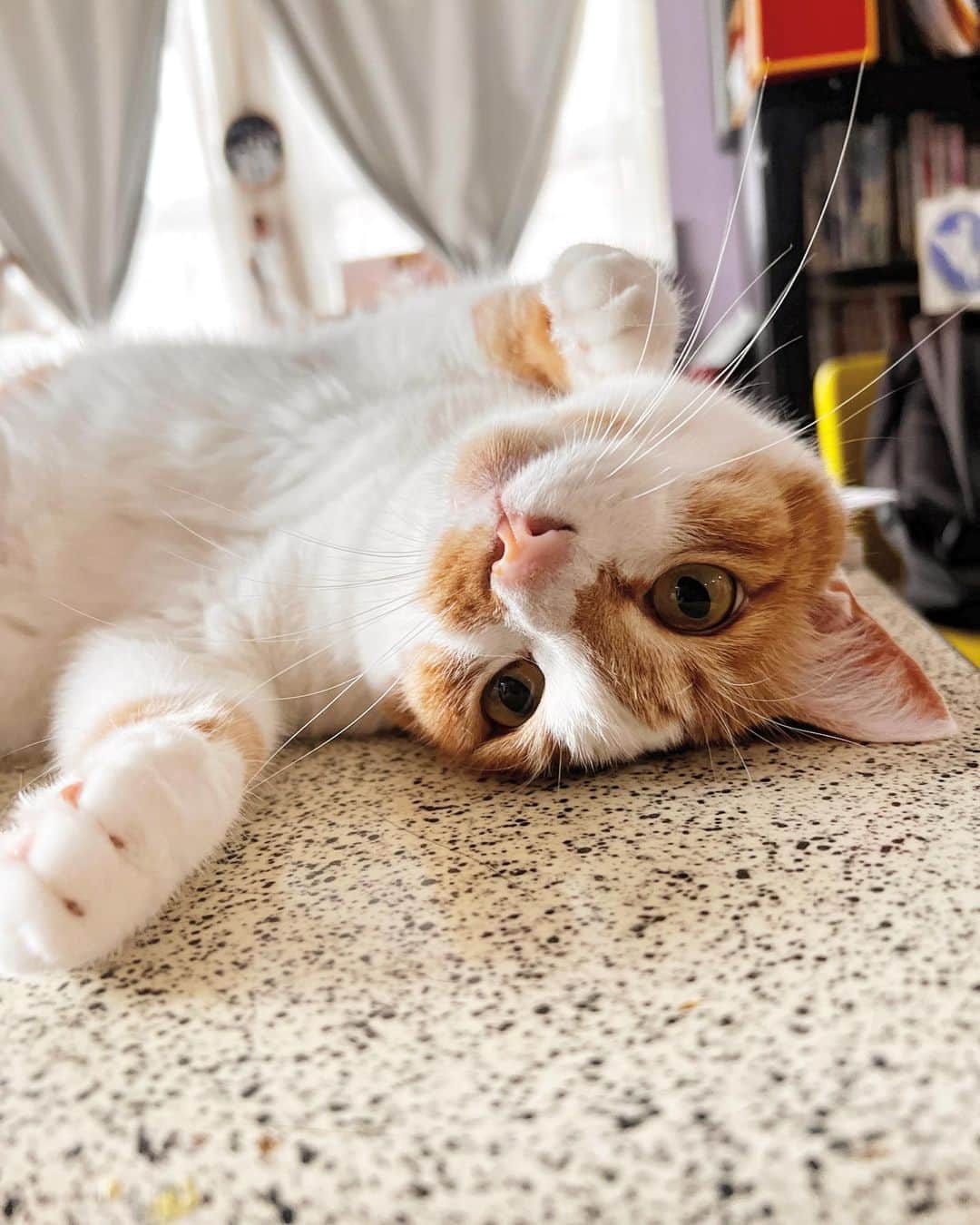 Kachimo Yoshimatsuのインスタグラム：「パパしゃんおしごといくの？  ヒゲ長すぎないかい？  #うちの猫ら #猫 #oinari #ねこ #ニャンスタグラム #にゃんすたぐらむ #ねこのきもち #cat #ネコ #catstagram #ネコ部 http://kachimo.exblog.jp」
