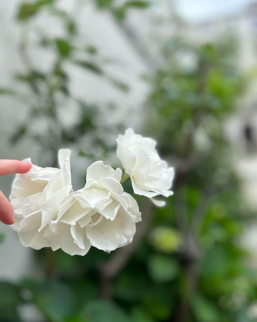 中岡由佳さんのインスタグラム写真 - (中岡由佳Instagram)「❇︎ 白くて綺麗な花を撮っていたらイタズラするRyuto。今日はブラジル代表で登園🇧🇷 #flowers  #6y1m」5月19日 10時06分 - yuka_nakaoka