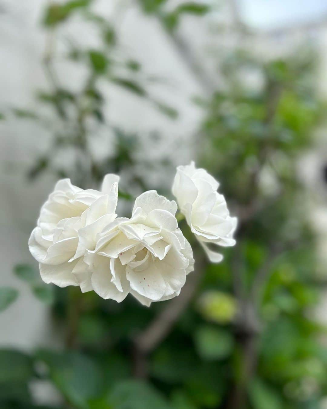 中岡由佳さんのインスタグラム写真 - (中岡由佳Instagram)「❇︎ 白くて綺麗な花を撮っていたらイタズラするRyuto。今日はブラジル代表で登園🇧🇷 #flowers  #6y1m」5月19日 10時06分 - yuka_nakaoka