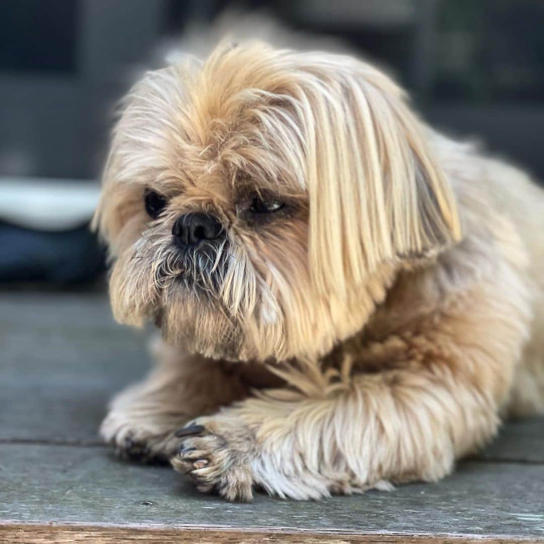 Dougie the Shih Tzuのインスタグラム：「Leading man jawline.」