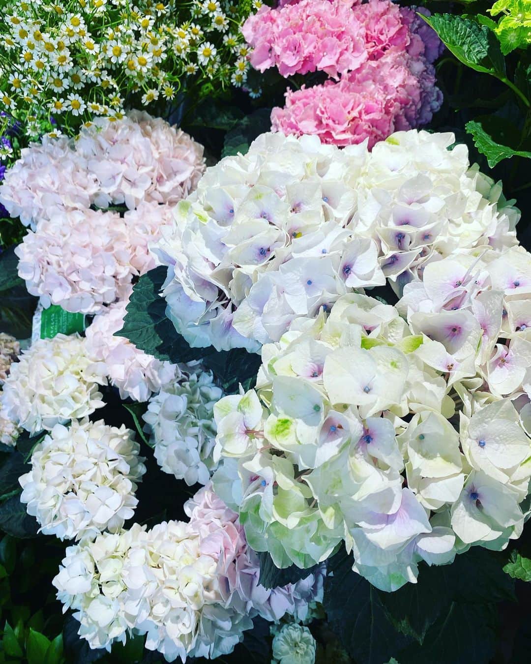 清水あすかのインスタグラム：「きた〜😍💕 #hydrangea の季節☔️ 梅雨は嫌いだけどねww  #flowers  #asukahimeflower  #お花 #紫陽花」