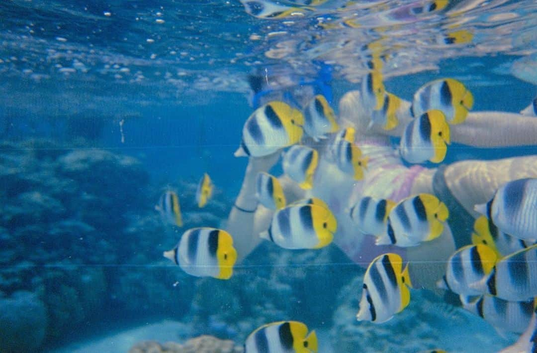 静華ジャズミンさんのインスタグラム写真 - (静華ジャズミンInstagram)「海の中の宇宙人達」5月19日 10時20分 - shizukajasmin