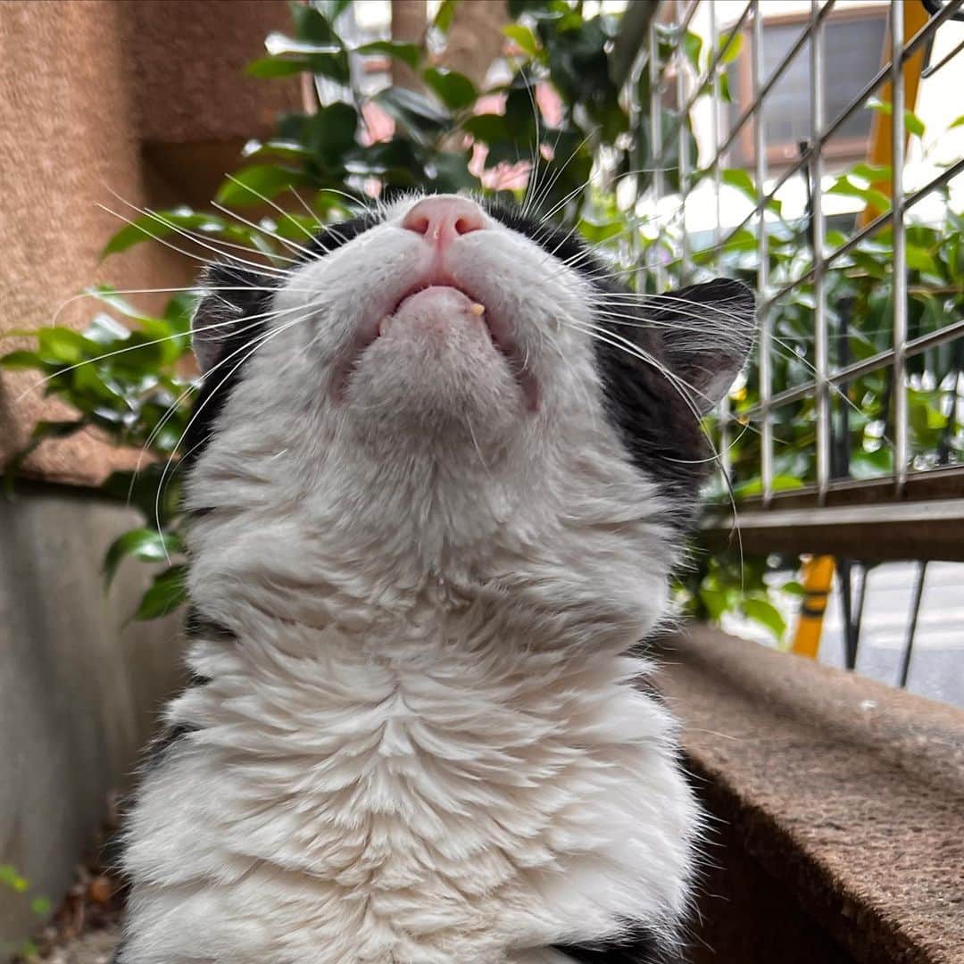 Kachimo Yoshimatsuさんのインスタグラム写真 - (Kachimo YoshimatsuInstagram)「おはようイカスミ Good Morning Ikasumi  またおいで！  #うちの猫ら #猫 #ねこ #ニャンスタグラム #ikasumi #にゃんすたぐらむ #ねこのきもち #cat #ネコ #catstagram #ネコ部 http://kachimo.exblog.jp」5月19日 10時22分 - kachimo