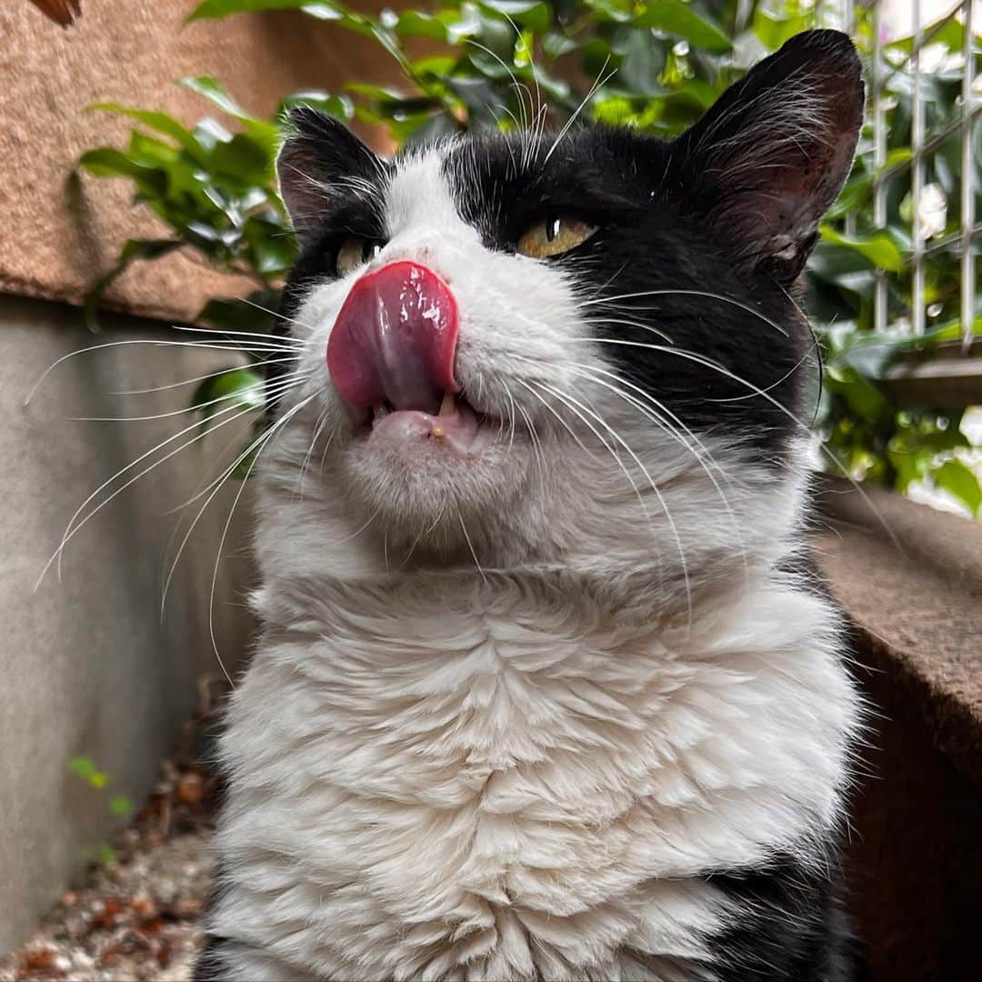 Kachimo Yoshimatsuのインスタグラム：「おはようイカスミ Good Morning Ikasumi  またおいで！  #うちの猫ら #猫 #ねこ #ニャンスタグラム #ikasumi #にゃんすたぐらむ #ねこのきもち #cat #ネコ #catstagram #ネコ部 http://kachimo.exblog.jp」