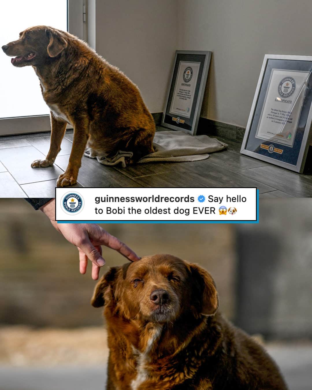 E! Onlineさんのインスタグラム写真 - (E! OnlineInstagram)「Life hasn't been so ruff for Bobi. 🥺 At 31-years-old, he has broken the #GuinnessWorldRecord as the world's oldest dog.(📷: Getty)」5月19日 5時06分 - enews