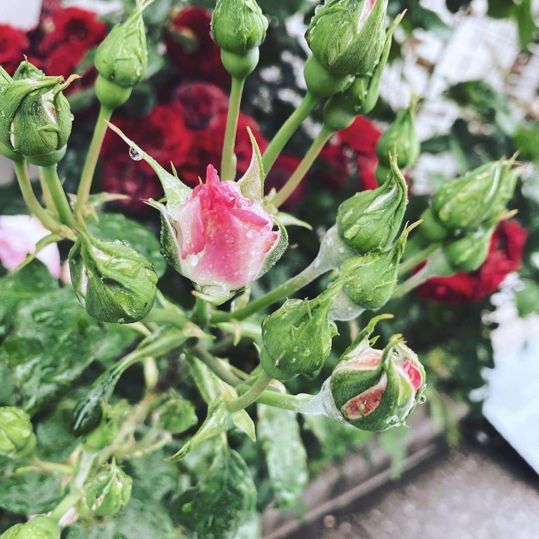 大堀恵のインスタグラム：「☔️の足音が聞こえてきたね🌿 おはようございます❤︎ #雨 #おはようございます」
