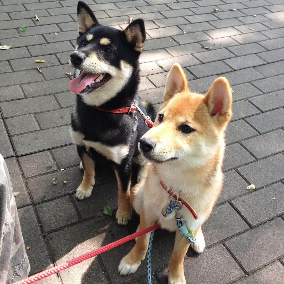 vo_coさんのインスタグラム写真 - (vo_coInstagram)「🐾🐾 はるが飛び降りちゃって久々のころこた2ショット♡ 11年前の今くらいの季節、まだお互いパピーの頃に初めて出会って、すぐ仲良くなったね 最初から姉弟みたいだったよ ご近所生活してた5年のうち、最初の2年は #ころこた だったんだよね 叶わなかったけど、君たちの子供、見てみたかったな 前みたいに毎日一緒に散歩はできないけど、たまにこうして並んで写真撮れるといいね 頑張ってお互い元気に長生きしようね！ ＊ #ころこたdays  #shibastagram #instashiba #shiba #shibainu #黒柴 #柴犬」5月19日 6時37分 - vo_co