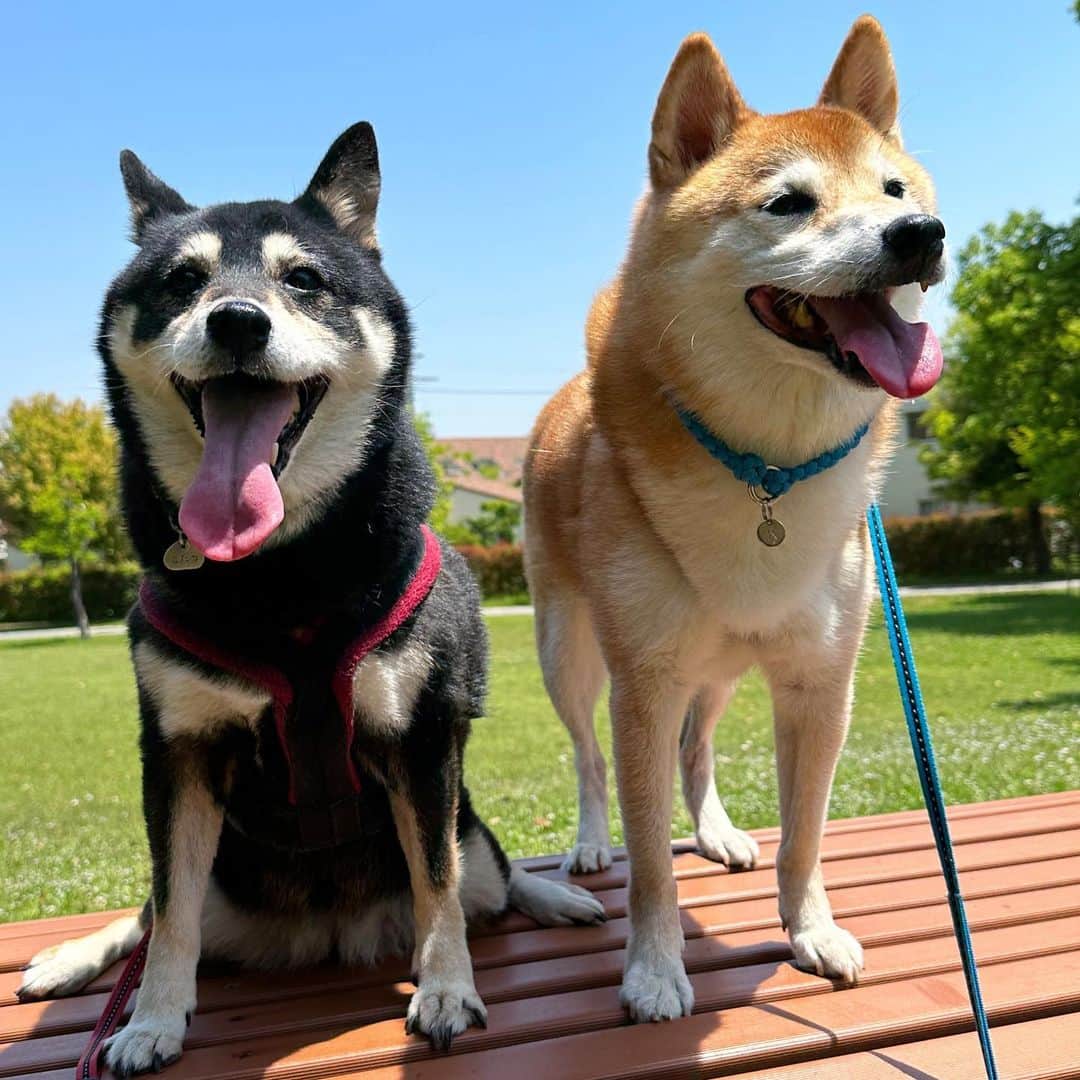 vo_coのインスタグラム：「🐾🐾 はるが飛び降りちゃって久々のころこた2ショット♡ 11年前の今くらいの季節、まだお互いパピーの頃に初めて出会って、すぐ仲良くなったね 最初から姉弟みたいだったよ ご近所生活してた5年のうち、最初の2年は #ころこた だったんだよね 叶わなかったけど、君たちの子供、見てみたかったな 前みたいに毎日一緒に散歩はできないけど、たまにこうして並んで写真撮れるといいね 頑張ってお互い元気に長生きしようね！ ＊ #ころこたdays  #shibastagram #instashiba #shiba #shibainu #黒柴 #柴犬」