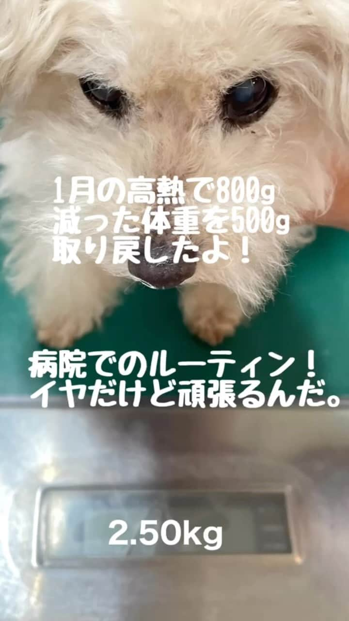 Maruのインスタグラム：「🏥 まるさんの病院でのルーティンです！ 3週間ごとの輸液とお注射。 耳掃除。 歯のチェックから歯石とり。 などなどですが、 まるさんは、いつも頑張ってくれます！  体重も500g戻しました！ 残り300gを少しずつ取り戻したいな。  #いぬすたぐらむ#わんすたぐらむ#今日のわんこ#ハイシニア犬#シニア犬 #シニア犬との暮らし #instadog#fluff#dogstagram #トイプードル#toypoodle#ワンコ#幸せお届け隊#ふわもこ #ハッピードッグライフ」