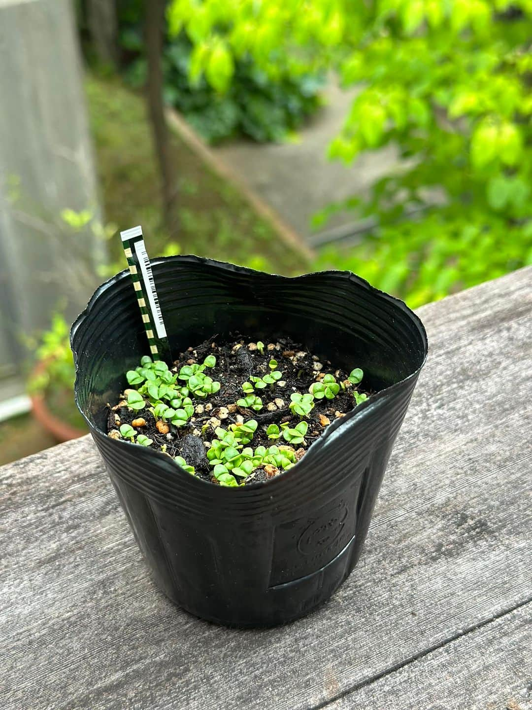 風祭ゆきさんのインスタグラム写真 - (風祭ゆきInstagram)「今年は種を蒔きました。 子、子バジル🌿 イタリアンパセリはまだ芽が出てこない😅」5月19日 6時50分 - kazamatsuriyuki_official