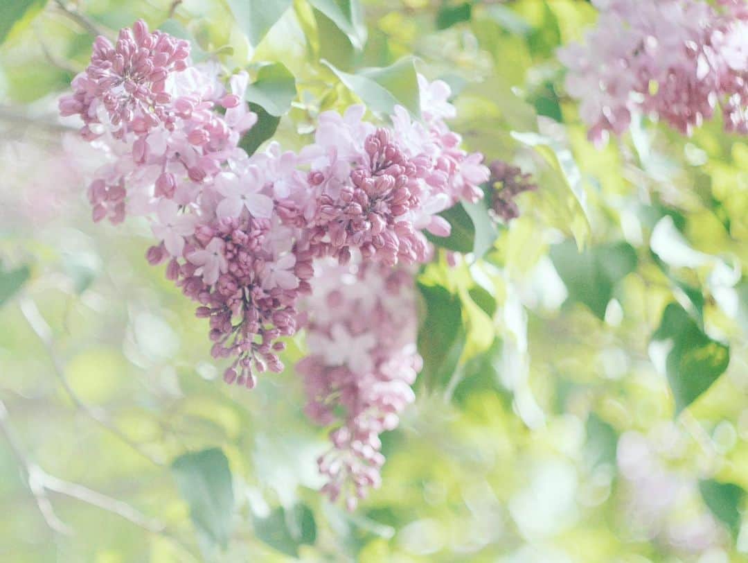 naorinmoonのインスタグラム：「キンヨウビデスネ  ⁡ ⁡ ⁡ ⁡ ⁡ ⁡ ⁡ ⁡ ⁡ ⁡ ⁡ ⁡ ⁡#ライラック #lilac  #fujifilm #fujifilm_xseries #ifyouleave  #hellofrom #hokkaido #instagramjapan #ig_japan_ #still_life_nature #nowheredialy #still_life_mood  #reco_ig #nature_brilliance #minimalmood #oldlens_japan  #ig_eternity #thinkverylittle #genic_mag #into_the_screen  #moody_nature #ourmomentum #heart_imprint #helios44_2」