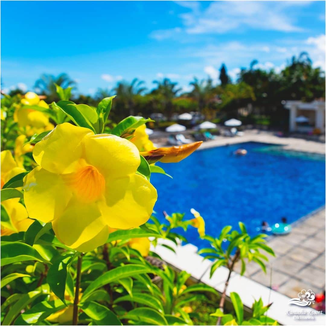カヌチャリゾートさんのインスタグラム写真 - (カヌチャリゾートInstagram)「カヌチャの夏を彩るアラマンダ  カヌチャ内の敷地内に咲くこの黄色い花は、 熱帯の花、アラマンダ。  沖縄では、初夏から秋の長い期間に渡って 綺麗な花を咲かせてくれます。  青空に映える鮮やかなビタミンカラーは、 見ていると元気を分けて貰えそうです😊  カヌチャでは、レストラン棟の側などで 見ることができますよ♪  #カヌチャリゾート　#カヌチャ　#花　#自然 #沖縄リゾート　#南国リゾート　#アラマンダ #県民プラン　#カップルプラン　#デートプラン」5月19日 7時00分 - kanucha_resort