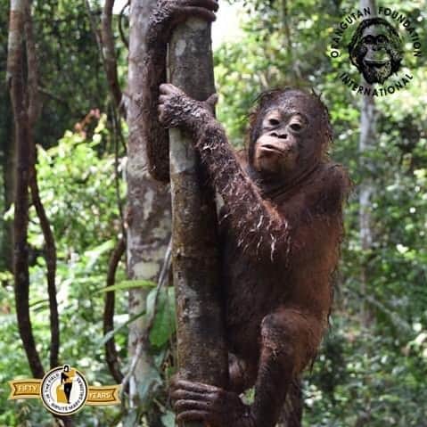 OFI Australiaのインスタグラム：「Dr. Galdikas said it best: "What #orangutan doesn't like playing with water? Never met one!" #Borneo is one of the most #biodiverse places in the world with a wide variety of #forest habitats, including peat #swamps and freshwater swamp forests-- the perfect places for an orangutan looking to take a dip! Learn about disappearing orangutan habitat and what you can do to help by visiting our website. The link is in our bio.」
