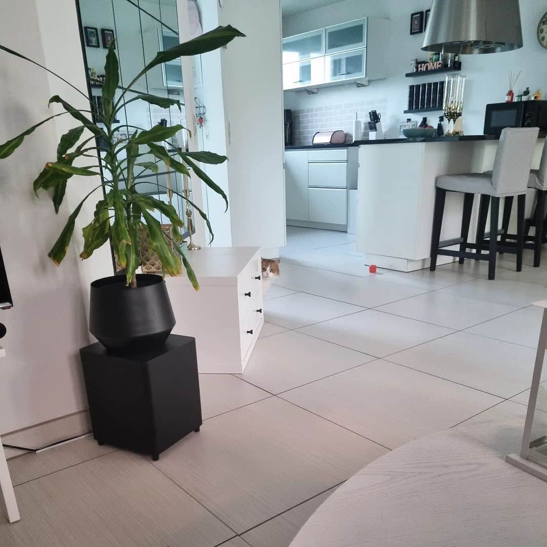Nila & Miloのインスタグラム：「When you feel like someone's watching you... swipe for close-up. 😂🙈 #stalker #cat #iseeyou」