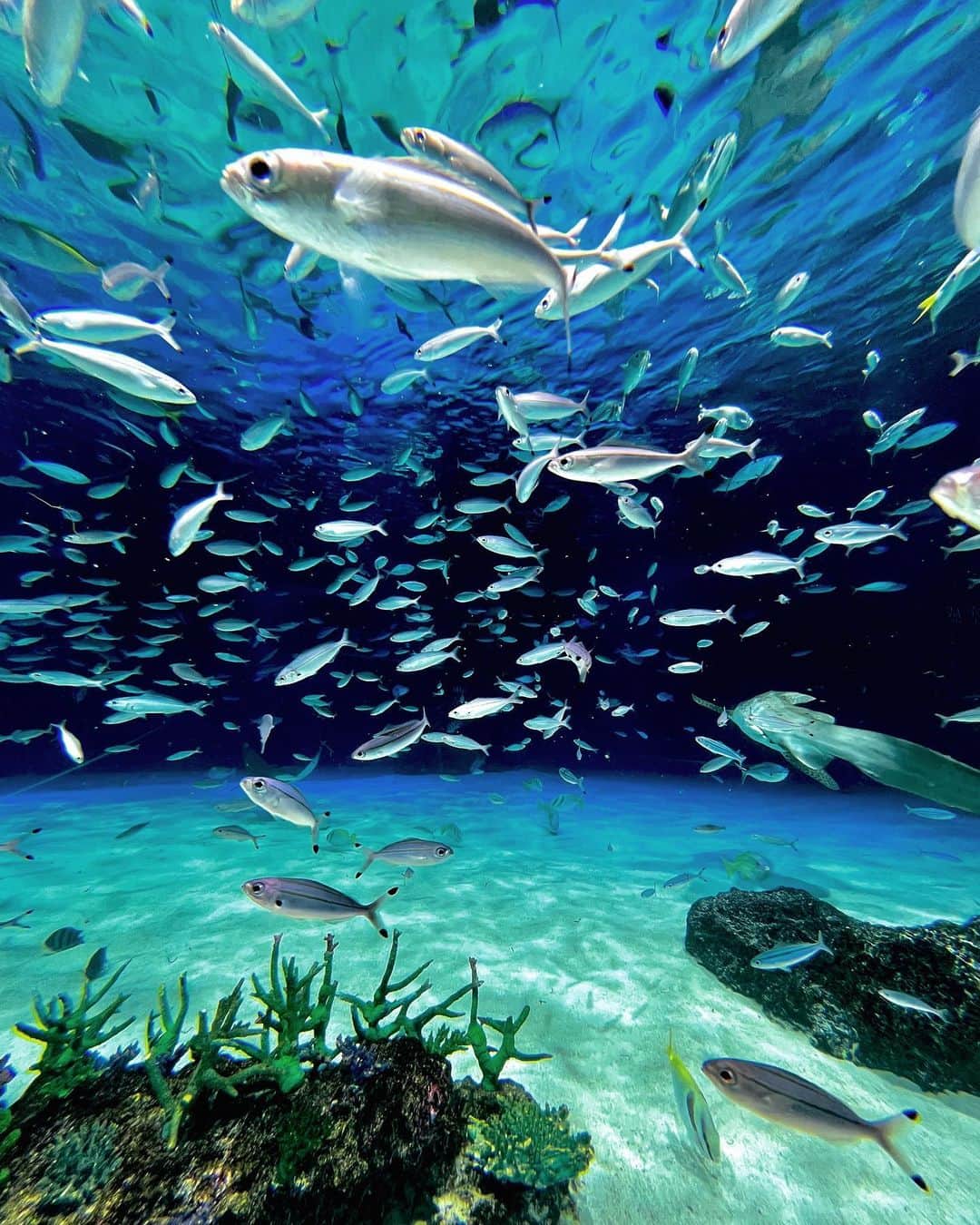 小片リサのインスタグラム：「. 癒されてきました🐟🐠🦭🦈  じつは水族館大好きで月イチで通ってたりする🫢笑  #水族館 #aquarium」