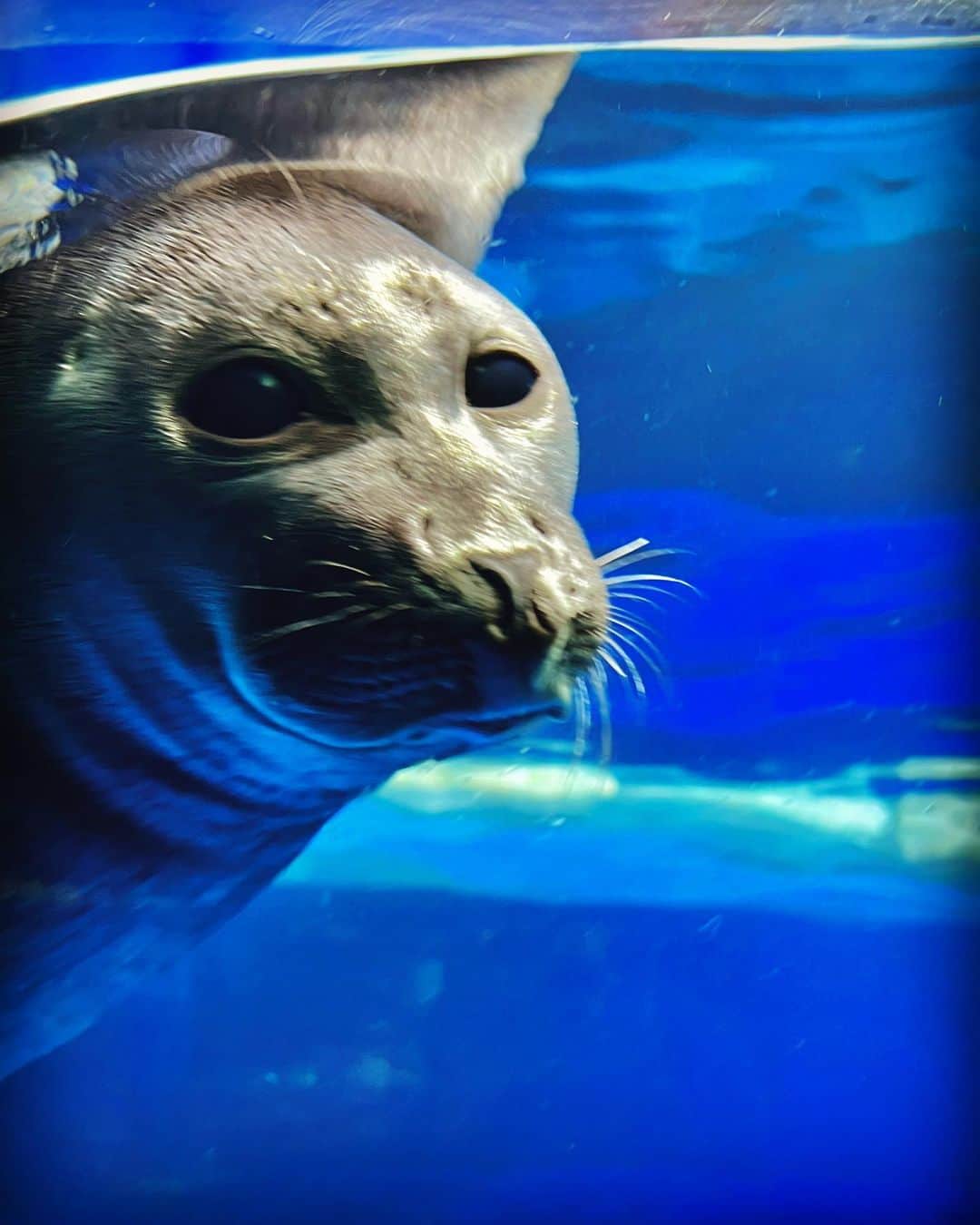 小片リサさんのインスタグラム写真 - (小片リサInstagram)「. 癒されてきました🐟🐠🦭🦈  じつは水族館大好きで月イチで通ってたりする🫢笑  #水族館 #aquarium」6月2日 19時42分 - risa__ogata.official