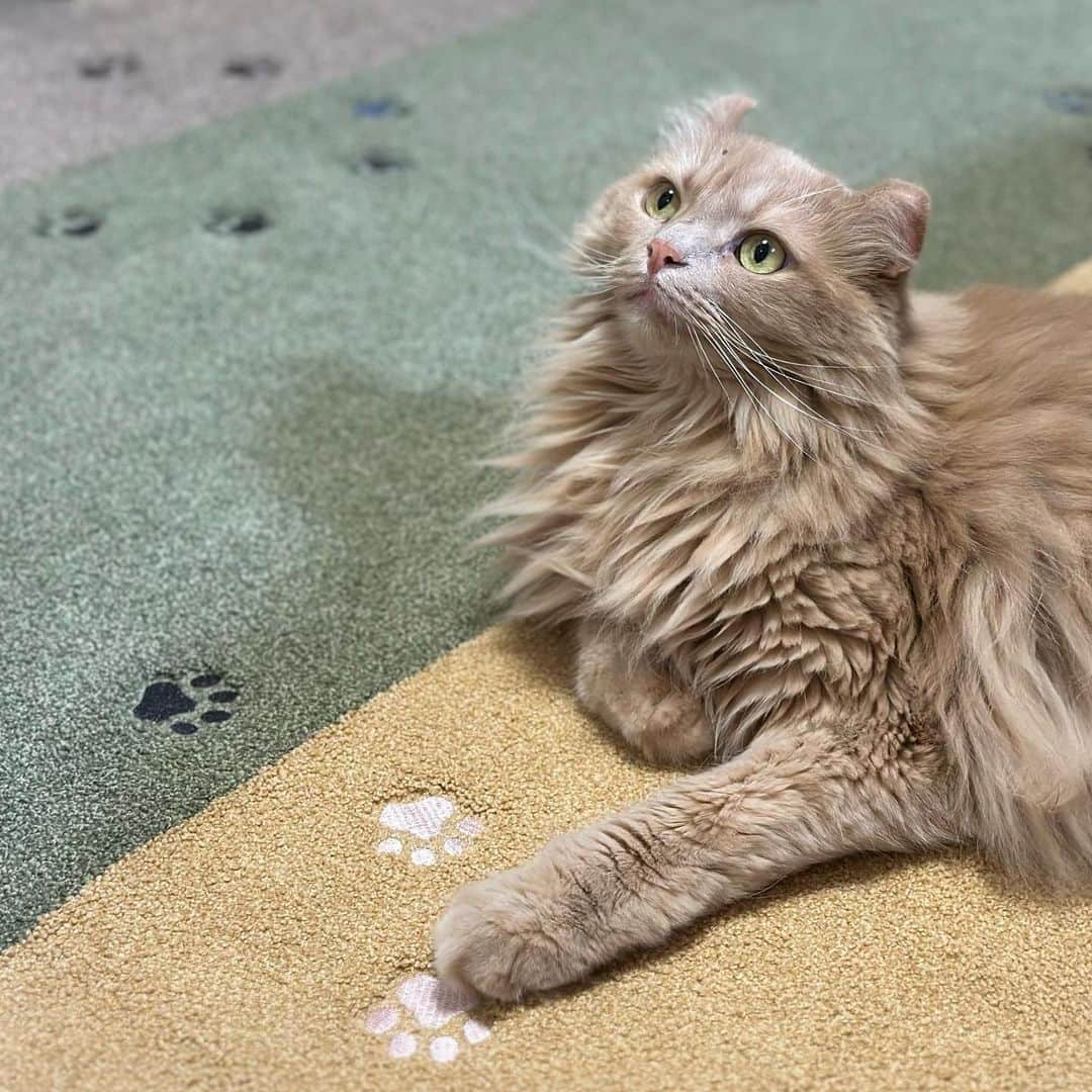 のインスタグラム：「みて‼️ これ  ちょこの肉球🐾  🦁ちょこ #アメリカンカール #americancurl   #ラグタス #肉球 #にくきゅう #タイルラグ   #catsofinstagram  #catlovers  #ねこ」