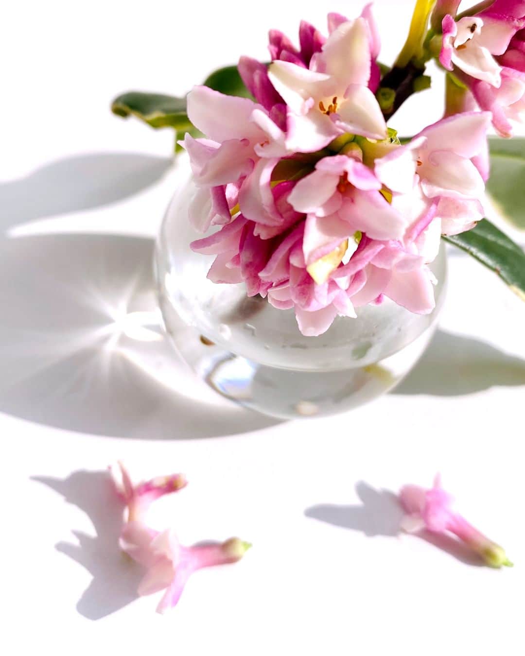 のインスタグラム：「. 【 KUSCHEL J 】  沈丁花の花言葉は「永遠」という意味をもつそうです。  クシェルヨットのジンチョウゲシリーズの香りも、 みなさまの記憶に「永遠」に残る香りになりますように...♡  *⑅︎୨୧┈︎┈︎┈︎┈︎┈︎┈︎┈︎┈︎┈︎┈︎┈︎┈︎┈︎┈︎┈︎┈︎┈︎┈︎┈︎୨୧⑅︎*  #fragrancy_online #fragrancyonline #fragrancy #japan #fragrance #花 #flower #フレグランシィオンライン #クシェルヨット #kuschelj #香りのある暮らし #香りのある生活 #沈丁花 #ジンチョウゲ #loft #ロフト #plaza #プラザ」