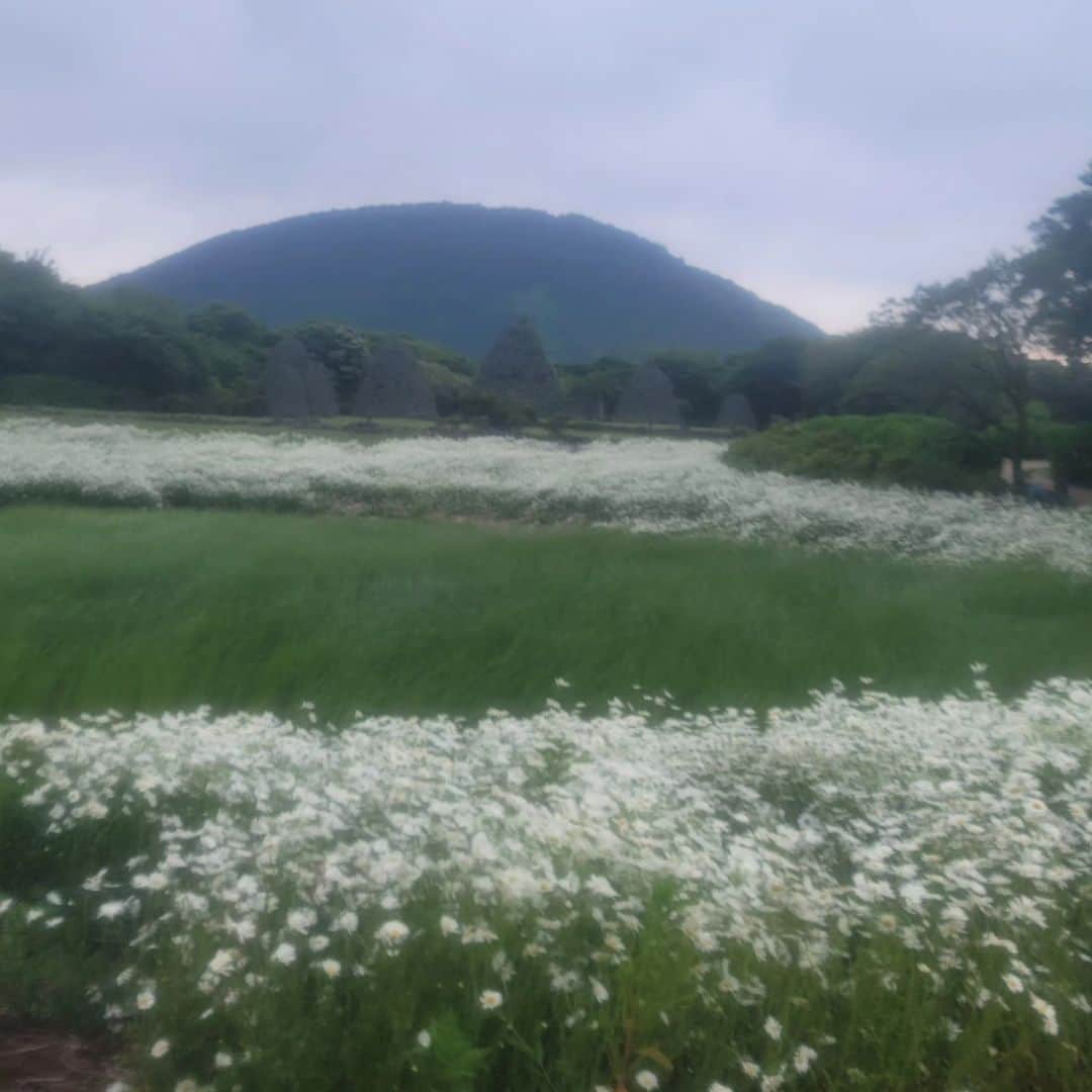 キム・ヒョンスクさんのインスタグラム写真 - (キム・ヒョンスクInstagram)「#비가오는#제주#돌문화공원#여름꽃도이쁘네#카메라깨져서#흐릿하게나오는데#이또한운치있네#유리테잎붙여놈#감히#김영갑선생님사진느낌도나고#ㅎ#이렇게#우연히#또하나#깨닫는기쁨」6月2日 20時14分 - terrorgirl12