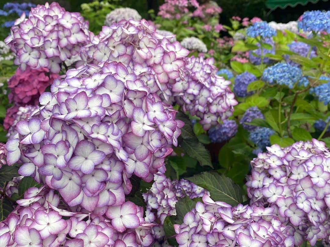 上野優華さんのインスタグラム写真 - (上野優華Instagram)「6月こんにちわ͛💠𓂃𓂂🍃  先日、紫陽花が有名な長谷寺に行ってきました。色んな色があって綺麗。 紫陽花を見に行くってしたことなかったので感動。 家にいただいた紫陽花があるんだけどそれもすごく綺麗なのー！！ 家のはもうお花が落ちてきてしまってるけど、長谷寺はまだまだこれからみたいなので 今年もう1回行きたいなぁ。  #鎌倉 #鎌倉旅行 #鎌倉観光 #紫陽花 #あじさい #長谷寺 #梅雨」6月2日 20時22分 - yuukaueno0205