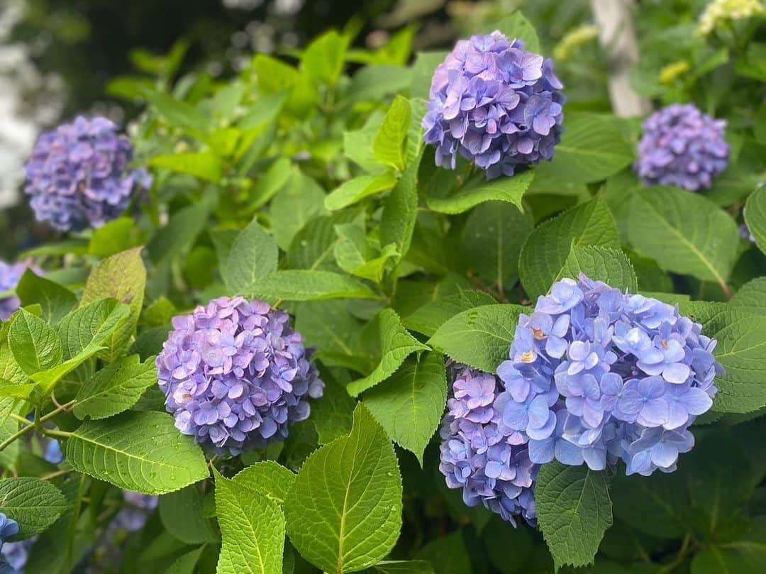 上野優華のインスタグラム：「6月こんにちわ͛💠𓂃𓂂🍃  先日、紫陽花が有名な長谷寺に行ってきました。色んな色があって綺麗。 紫陽花を見に行くってしたことなかったので感動。 家にいただいた紫陽花があるんだけどそれもすごく綺麗なのー！！ 家のはもうお花が落ちてきてしまってるけど、長谷寺はまだまだこれからみたいなので 今年もう1回行きたいなぁ。  #鎌倉 #鎌倉旅行 #鎌倉観光 #紫陽花 #あじさい #長谷寺 #梅雨」