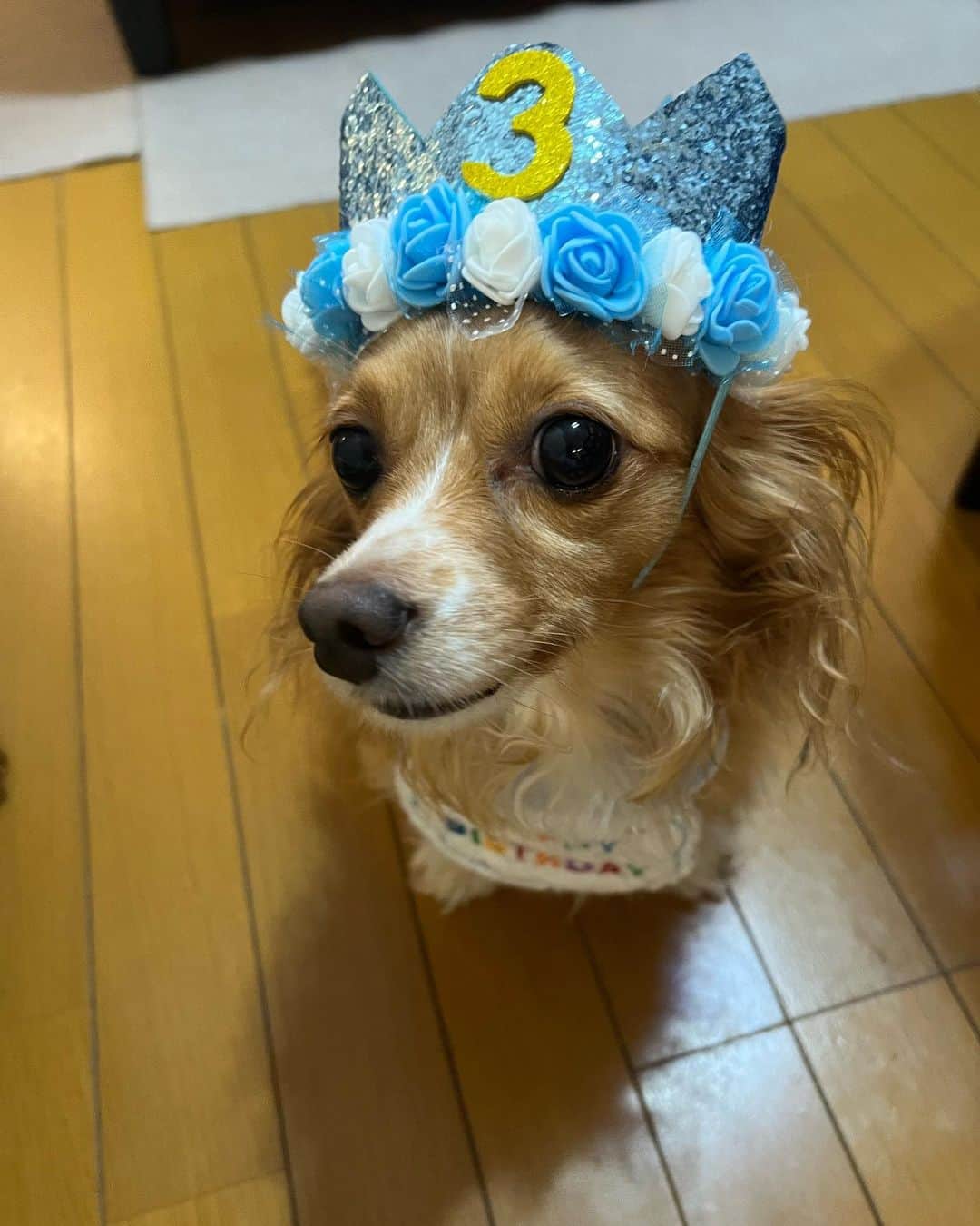 ひらのっちのインスタグラム：「今日はうちのチワックス♂マロン3歳の誕生日でした🎂お祝い晩餐🥂僕もスペアリブいただき！これ激ウマでした✨おめでとー🐶 #チワックス #誕生日 #ペット #バースデー ＃バースデーケーキ #スペアリブ #ミックス犬 #多頭飼い #犬の誕生日 #犬の誕生日ケーキ #犬の誕生日パーティー #犬のいる暮らし #犬のいる生活 #米久 #トイプードル」