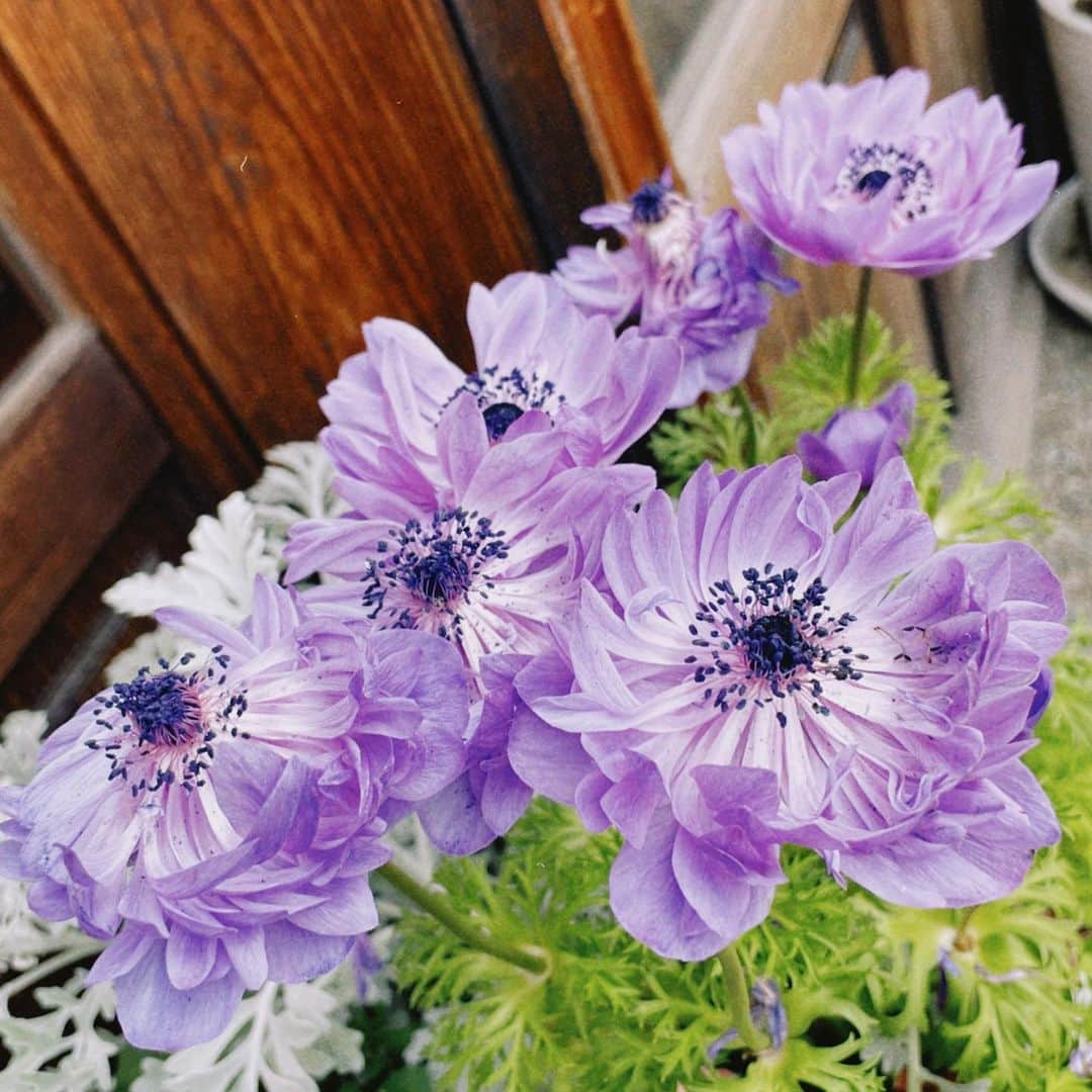 下口ひななのインスタグラム：「花」