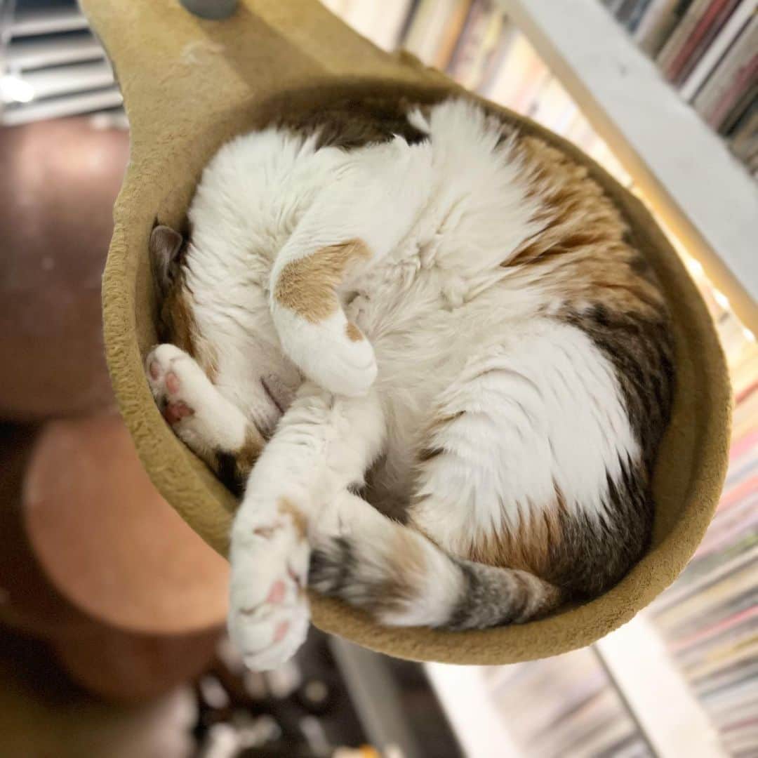 山田稔明さんのインスタグラム写真 - (山田稔明Instagram)「おやチミなさい #ポチ実 #三毛猫」6月2日 20時54分 - toshiakiyamada