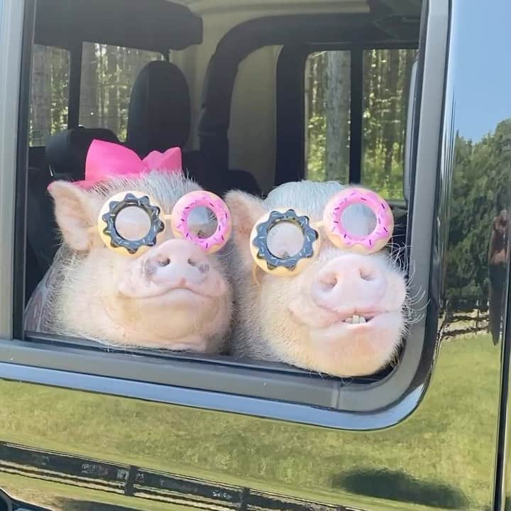 Priscilla and Poppletonのインスタグラム