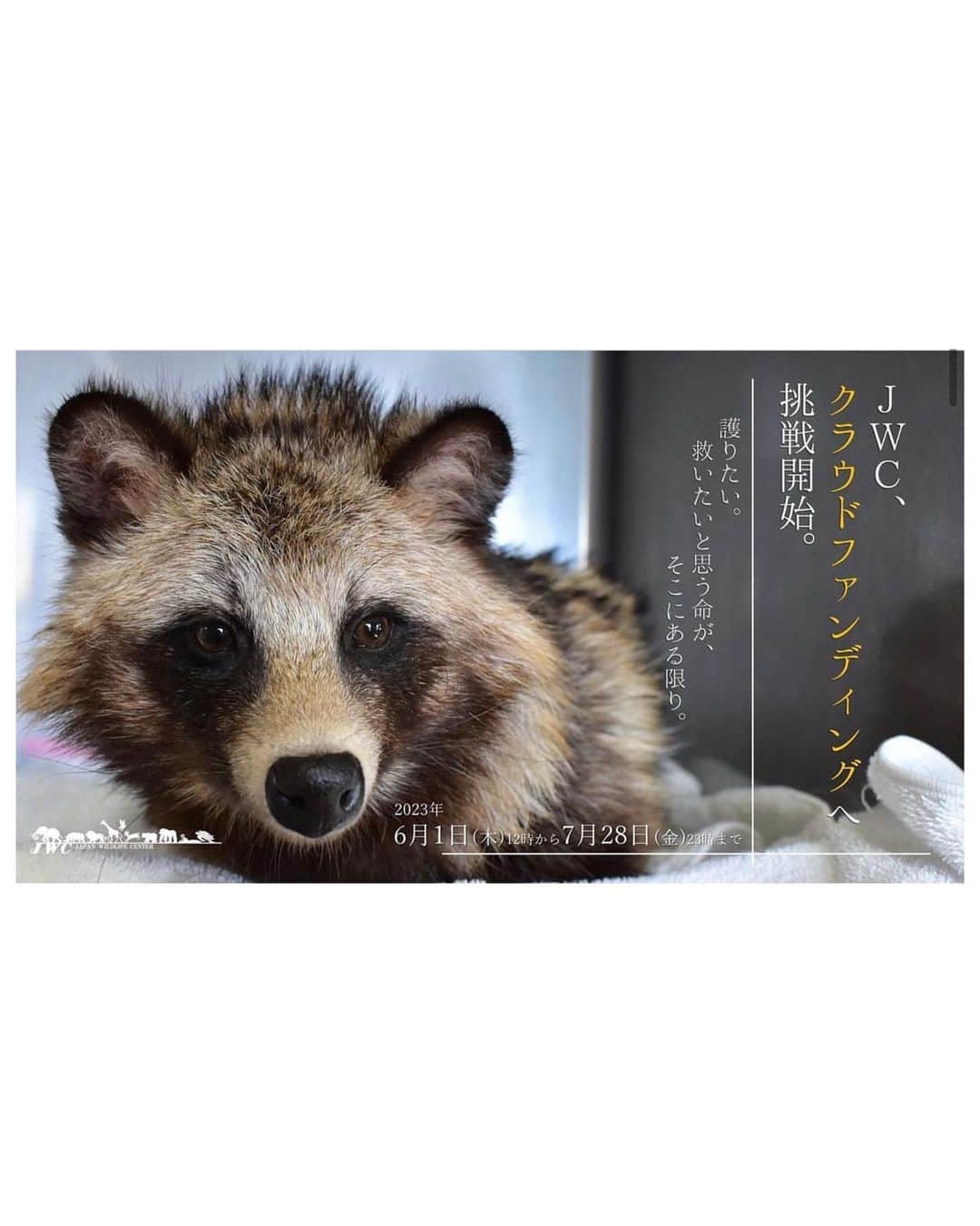 木越明のインスタグラム：「@japanwildlifecenter さんの クラウドファンディングを応援しています📣‼️‼️‼️ 私のプロフィールURLから、サイトにとべますので 是非、見ていただきたいです！！！  .   Japan Wildlife Center (JWC)さんは 日本の野生動物の救護センターです🐥  動物と人間の共存を信じて 保護された動物の治療や 正しい知識を広める活動もされています！ (例えばタヌキがキャットフード食べると病気になるとか！)  是非これを機にJWCさんの事 JWCさんが伝えたい事が少しでも多くの方に広まってほしい！！ 夢、叶ってほしい！！  環境・動物保護についての問題は ますます身近な話題になってきてるから “地球規模”の危機的な現状についてはみんなが知ってて シロクマが！ゾウアザラシが！ トラが！サンゴが！ゾウが！サメが！ ペンギンが！カメが！！ というニュースはどれもすごく悲しいし、すごくいやだ  でも“日本の”野生動物の現状について… 正直、私は3年前にJWCさんに出会うまで ぜんぜん考えてなかったです  プラスチックを誤飲するイルカがいる事や 北極の氷がすごい溶けてる事 そういうことはみんな知ってるけど 東京にも人間の影響で傷付いている動物がいることは あまり普及している感覚ではない気がします  大きな規模で考えて、変えていく事はもちろん大切だけど だったら身近な命もやっぱり大切にしたいと私は思う🫂  「未来は明るい」と、ちゃんと思えるようにしたい！  JWCさんには、友達が運営に携わっているので出会えたのですが、去年のクラウドファンディングでの資金活用もすごく透明に誠実で、堅実で、応援、大大太鼓判です🥁  今回のクラウドファンディングも 目標金額に達さなければ JWCさんは支援金を受け取れない方式だそうです🦈💦  支援は3000円から！ クラファンはJWCの会員にならなくてもできるけど 入会するとペットの賠償保証もつけてくださいます🐕🐈  是非、一緒に応援していただけたら私もすごく嬉しい❣️」