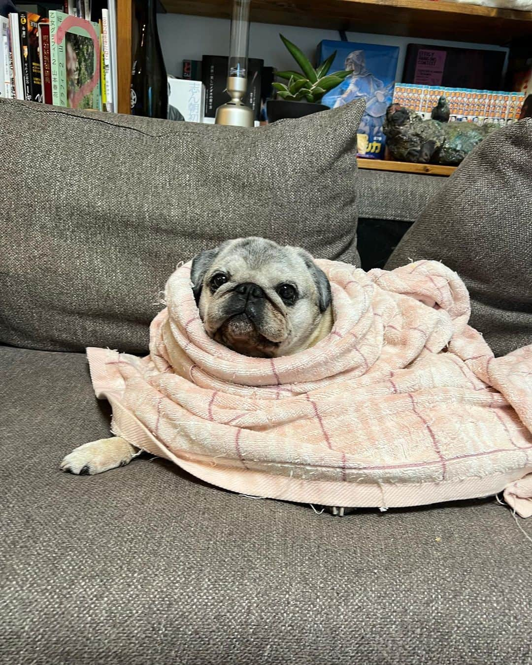 やついいちろうのインスタグラム：「今日のこぶしと私  外は雨だね  #pug #pugs #puglife #puglove #パグ #パグスタグラム #うちの犬がおじいちゃんになっちゃった  #ET」